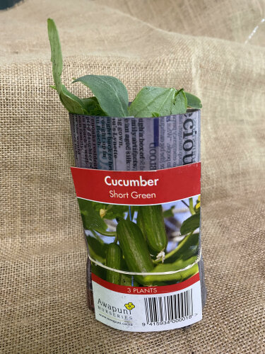 Cucumber - Short Green